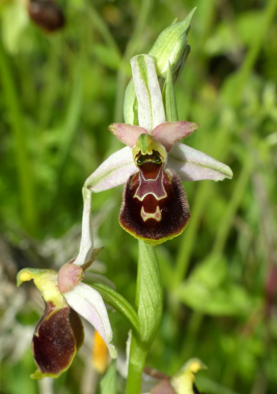 Ophrys montis-leonis sulla costa tirrenica laziale e sugli Aurunci  marzo 2024